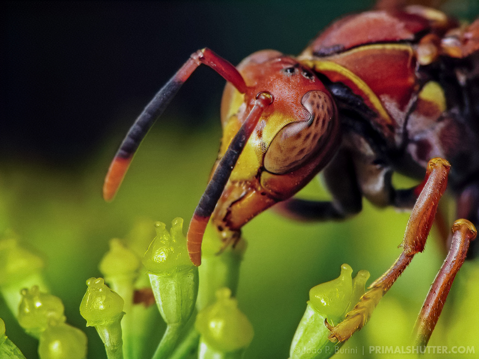 Wasp on a flower