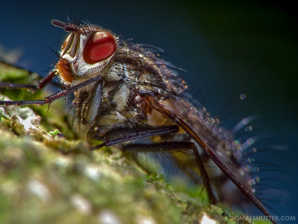 Fly close-up