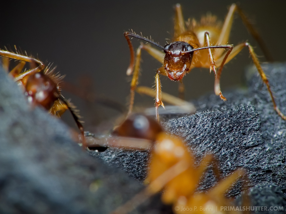 Yellow ants macro