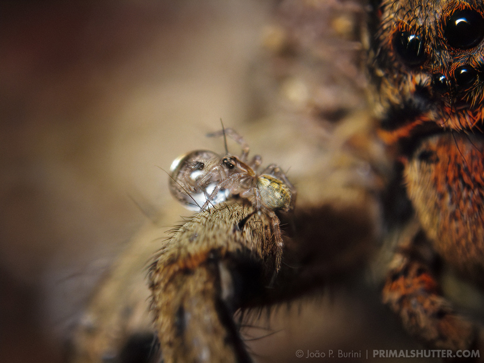 Close-up of a spiderling