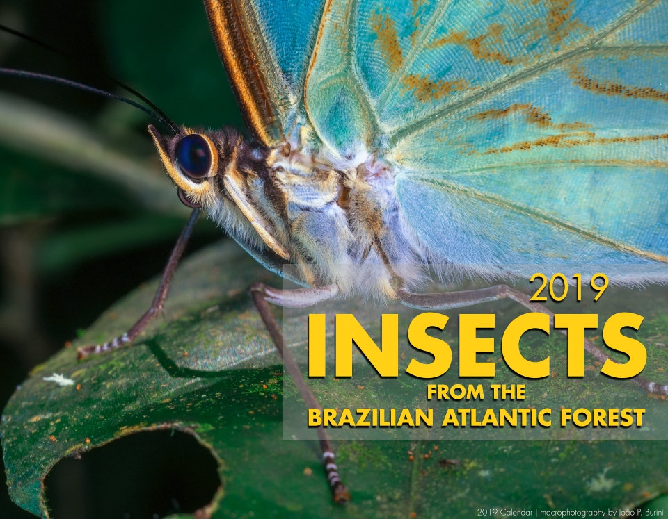 White morpho butterfly as the cover of a calendar from brazilian insects