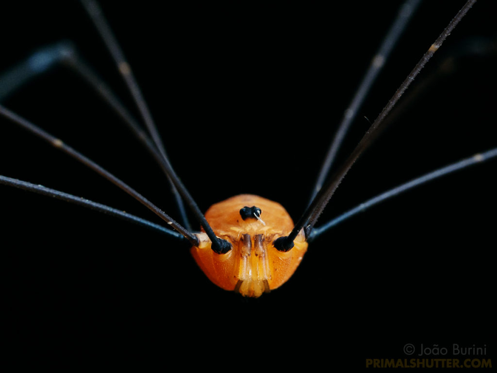 frontal portrait of an arachnid on black background