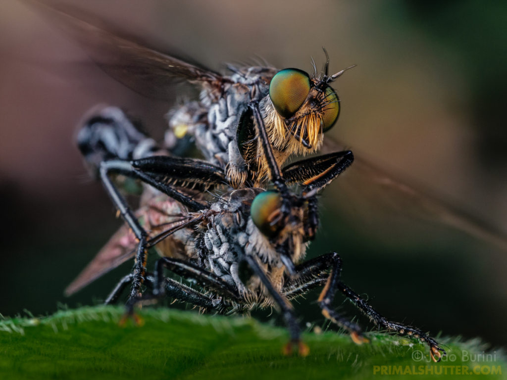 predatory flies mating