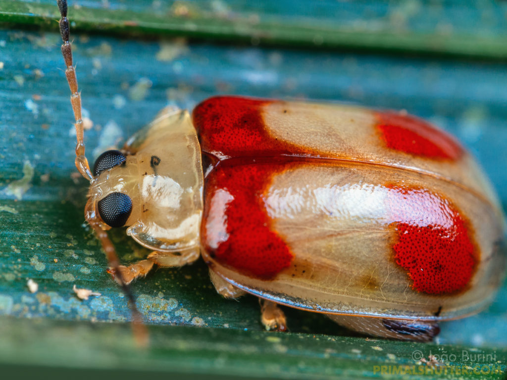 colorful red and white beetle