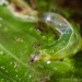 Jelly diptera aquatic larva