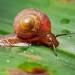 land sea snail