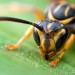 Wasp, insect eyes