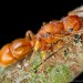 new ant species