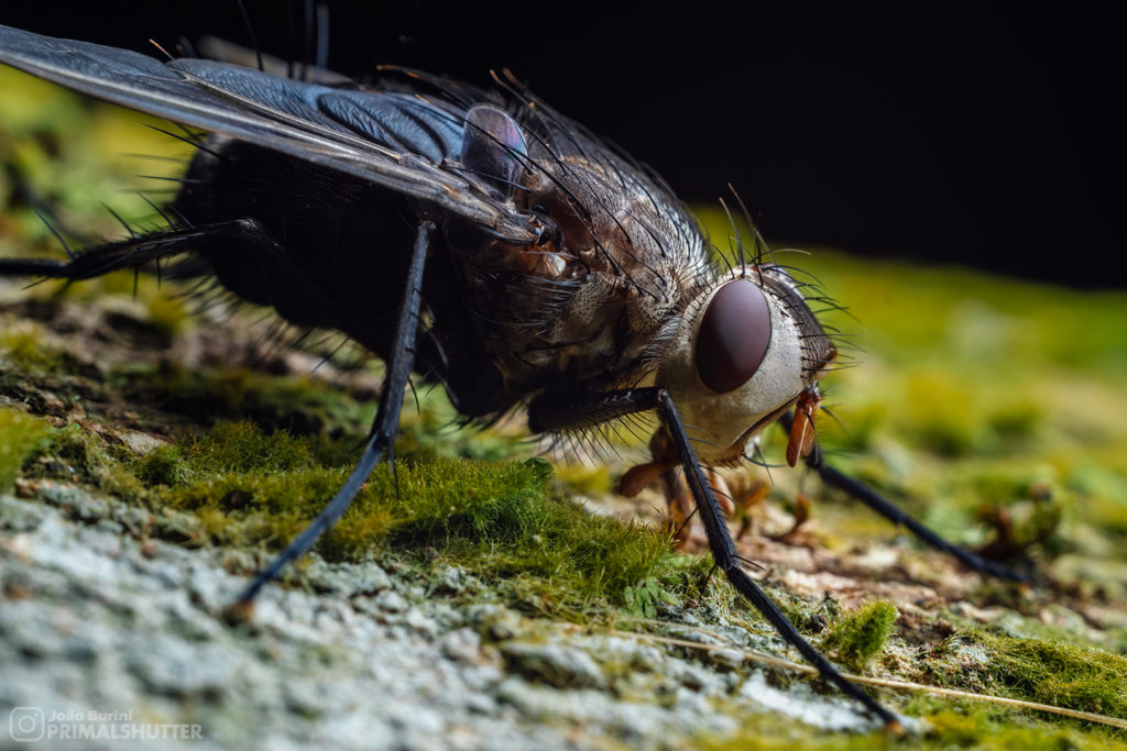 details of a parasitoid fly on moss