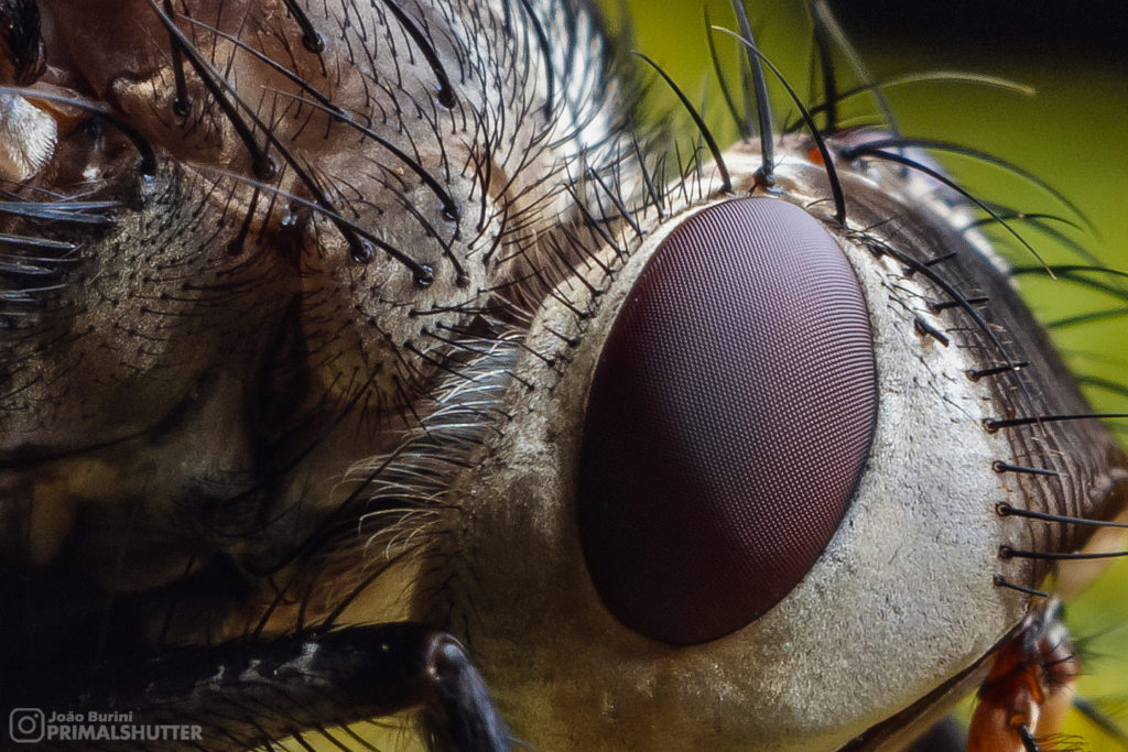 close up of a fly head