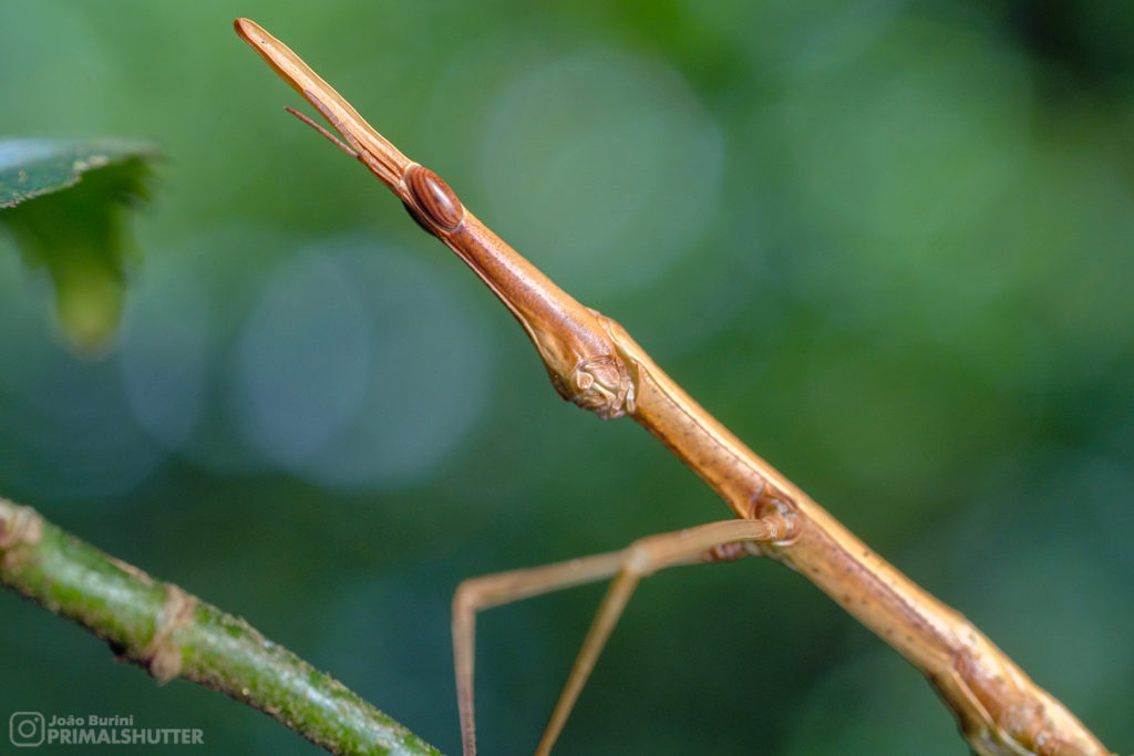 details of a stick grasshopper