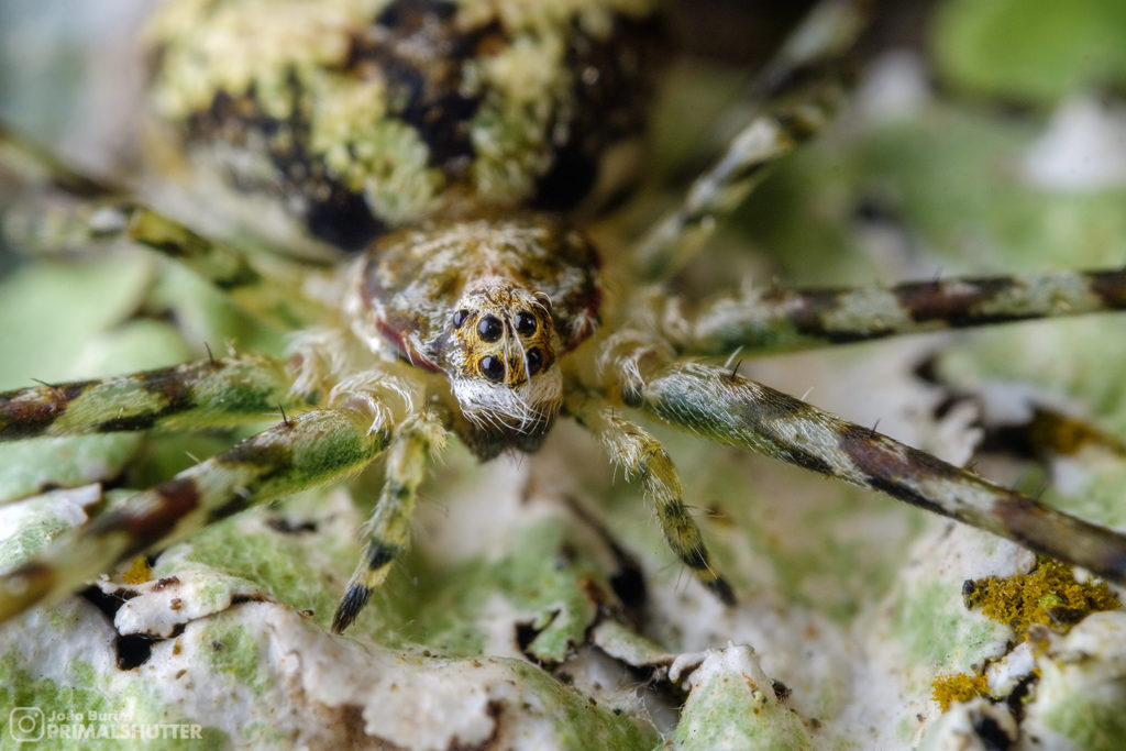 Face of a spider