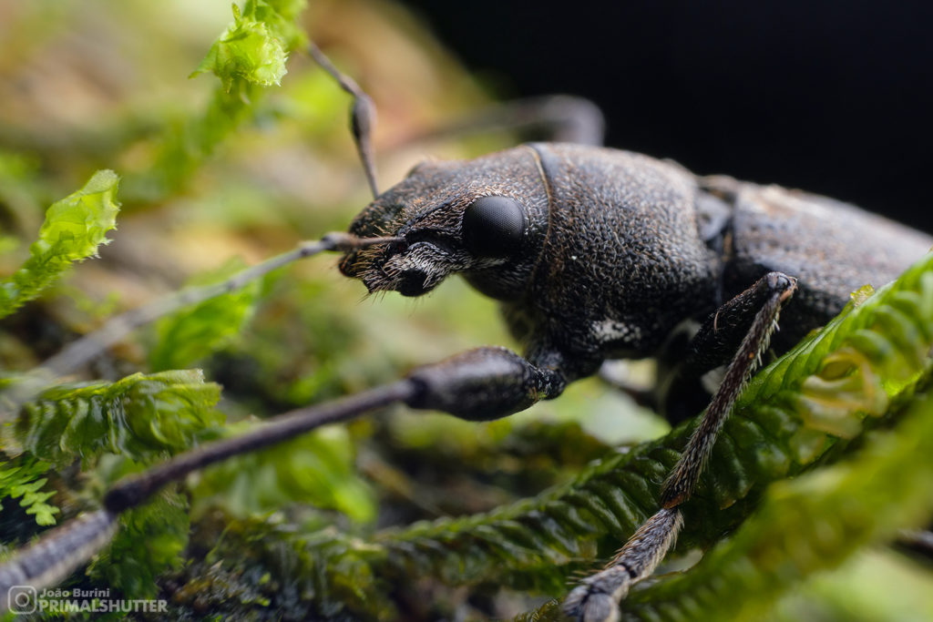 detailed macro of a weevil on moss